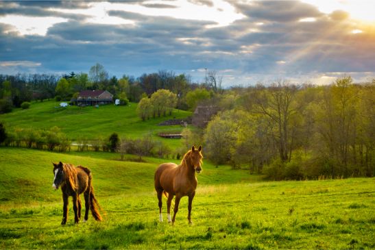 Kentucky  (KY )