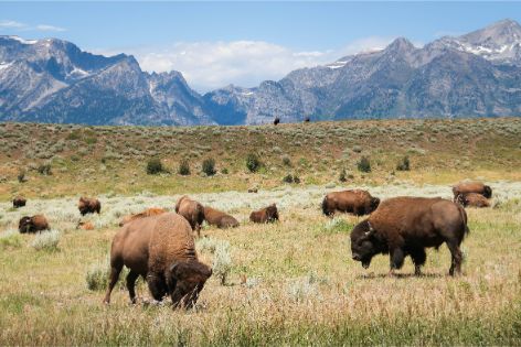 Wyoming  (WY )